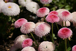 Bellis