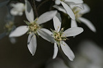 Blüte