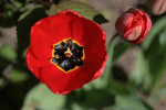 Tulpe