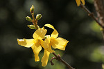 Forsythie