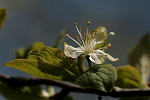 Blüte - Zwetschge