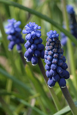 Perlhyazinthe