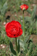 gefüllte Tulpe