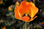 Tulpe orange