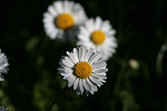 Gänseblümchen
