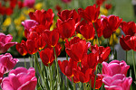 Tulpen in der Sonne