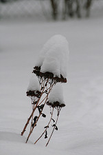 Schneehaube