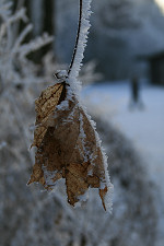 Eiskruste