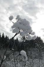 Eisbl&uuml;te